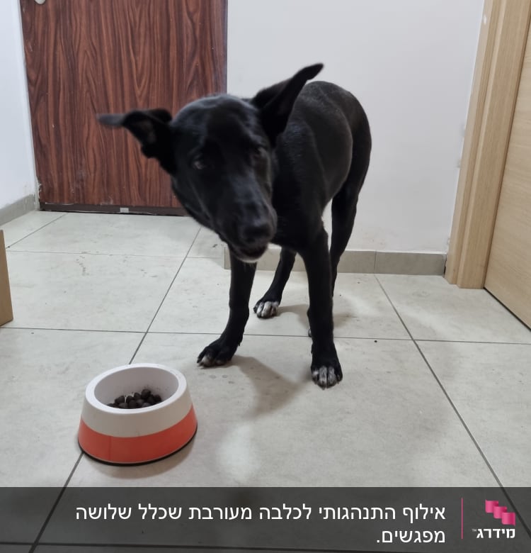 כלב שחור ליד קערת אוכל על הרצפה